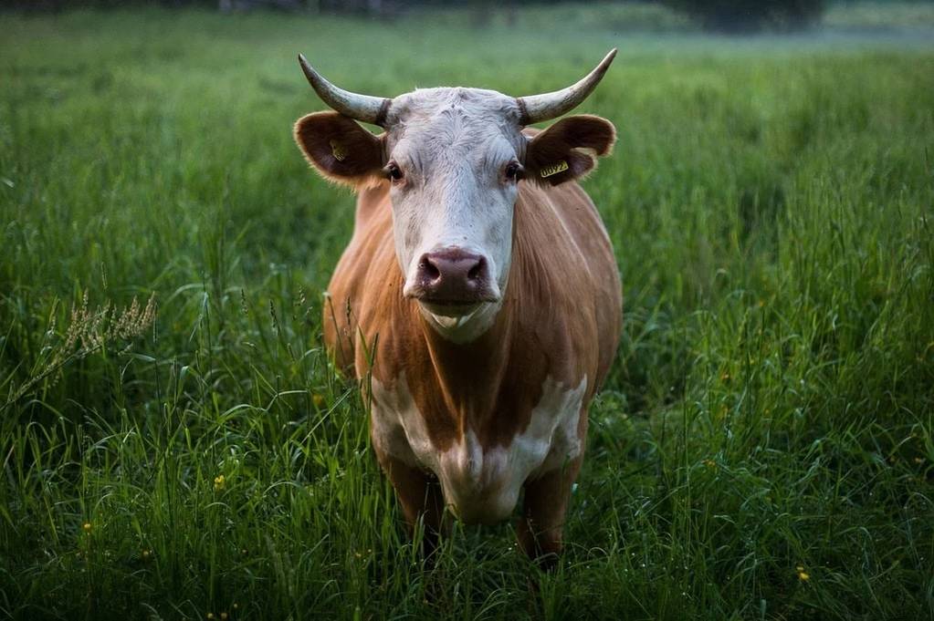 Quel élevage d'animaux est le plus rentable ?